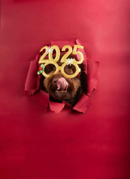 istock Cute poodle with festive 2025 glasses 2175972194