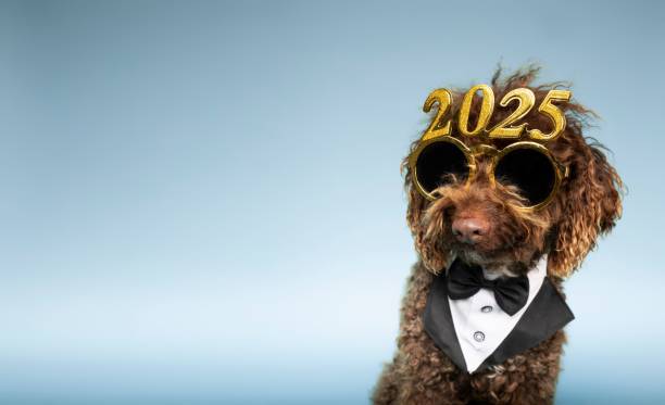 istock Stylish poodle with festive 2025 glasses 2175972195