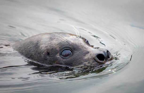 istock Seal's head above water close-up. 2175972211