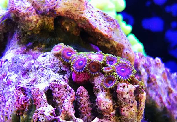 istock Vibrant Coral Polyps in Aquarium 2175972251