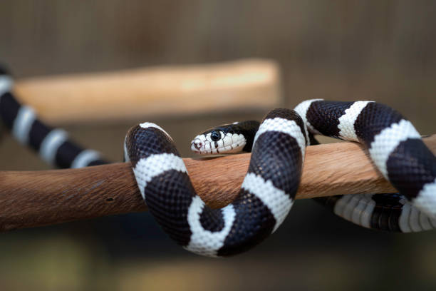 California Kingsnake