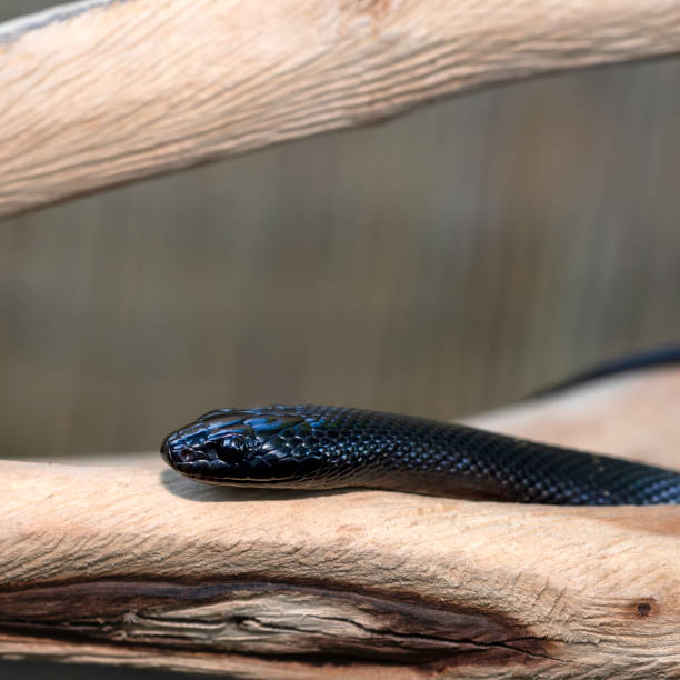 istock Mexican Black Kingsnake (Lampropeltis getula nigrita) 2175972957