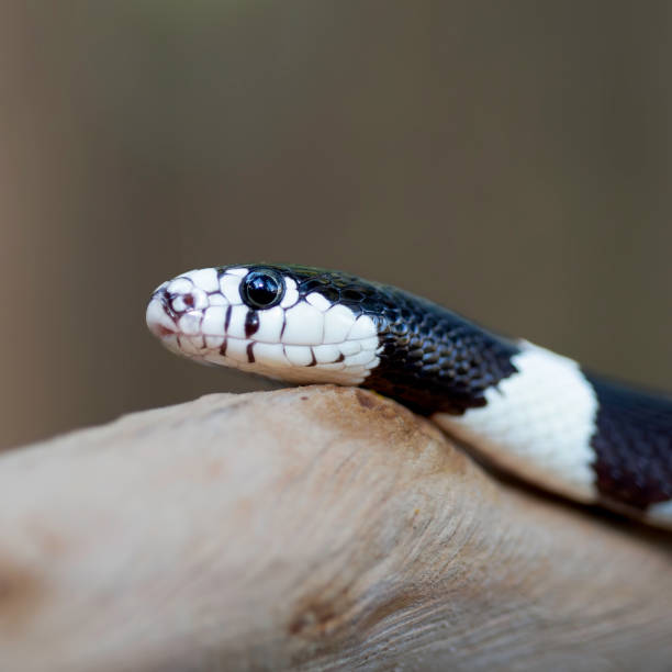 istock California Kingsnake 2175972973