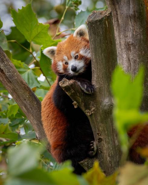 Red panda resting on a tree branch surrounded by lush green leaves in a natural habitat.