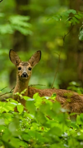 istock Young deer in a lush green forest 2175973944