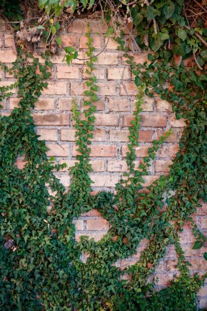 istock Brick wall with climbing ivy plants 2175974942