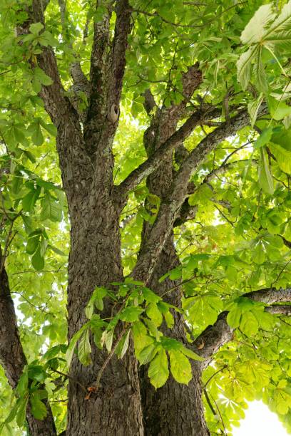 istock Close-up of a tall tree with green leaves. 2175974970