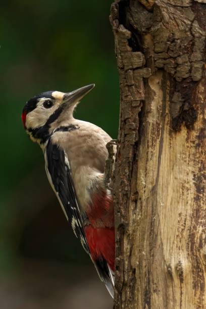 istock Woodpecker perched on a tree trunk in the forest. 2175975289