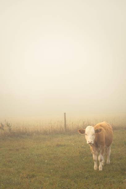 A cow grazing on the pasture amid thick fog and diffuse orange sunlight