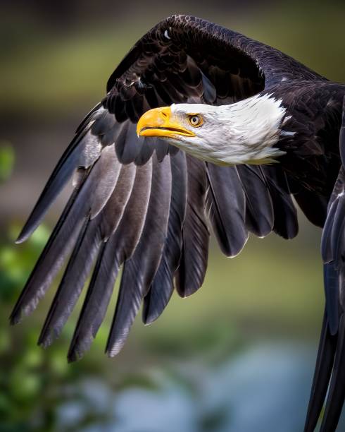 istock Majestic bald eagle in flight close-up 2175975539