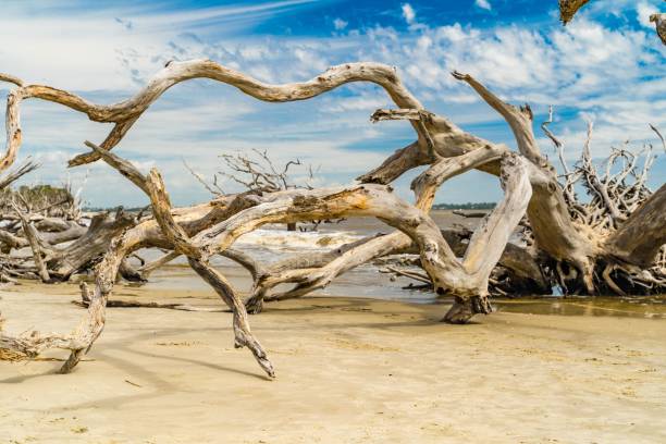 istock Driftwood on a beach under a blue sky. 2175975569