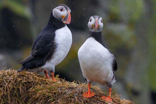 istock Pair of Atlantic puffins standing on a grassy cliff, with a blurred natural background. 2175975657