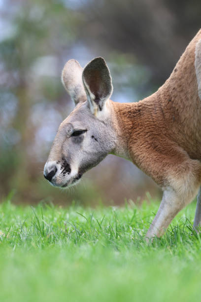 istock Portrait of a Red Kangaroo 2175975692