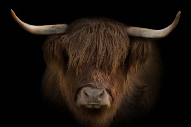 istock Highland Cow Portrait 2175976101