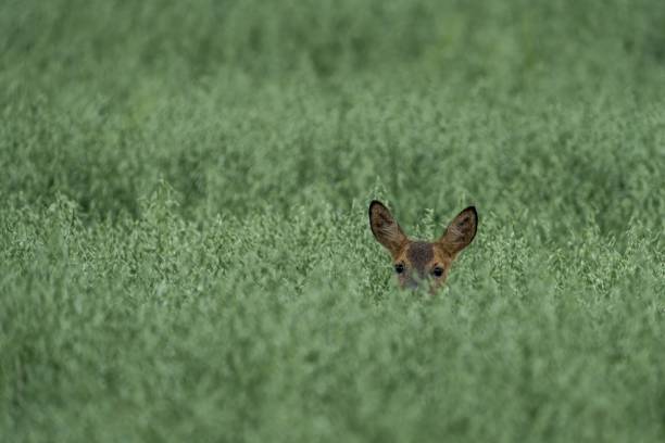 istock Deer peeking through green field 2175976118