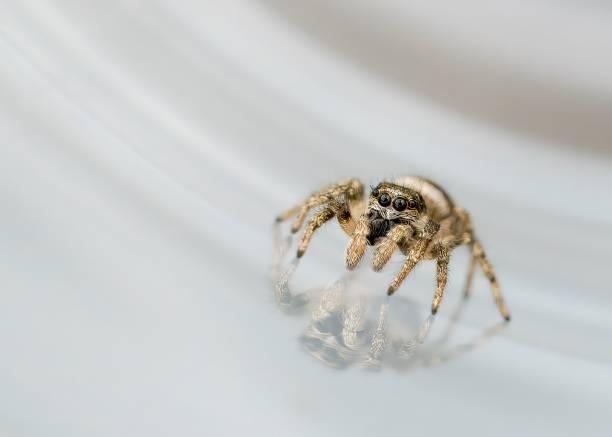 Close-up of a jumping spider with a reflection on a smooth surface, showcasing its detailed features and intricate patterns.