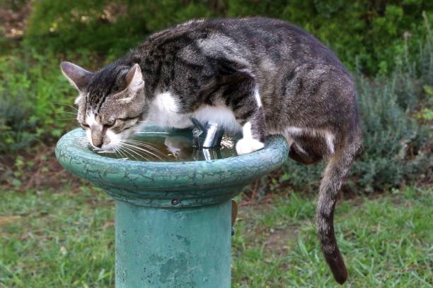 A tabby cat drinking water from a green bird bath in a garden setting.