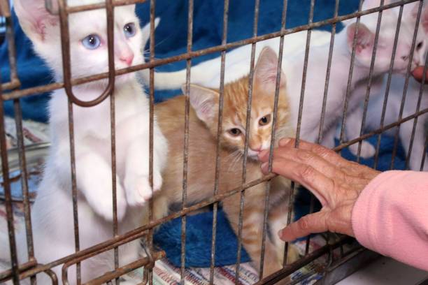 istock Kittens in a Cage Being Petted 2175977159
