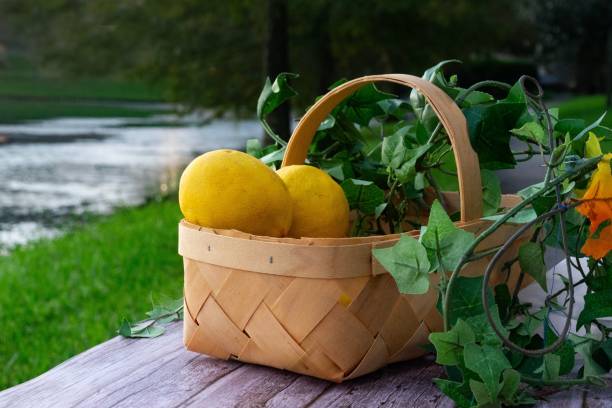 istock Wicker basket with fruits by a riverside 2175977761