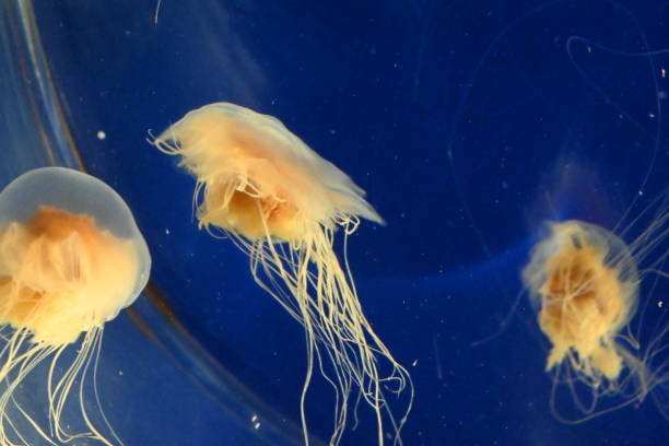 istock Jelly fish - Chrysaora fuscescens 2175980241