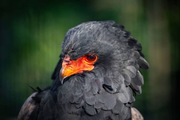 The bateleur (Terathopius ecaudatus) is a medium-sized eagle in the family Accipitridae. Samburu National Reserve, Kenya. An immature bird.