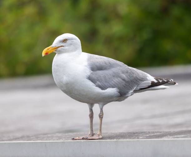 istock Close-up of a seagull standing on a ledge. 2175980641
