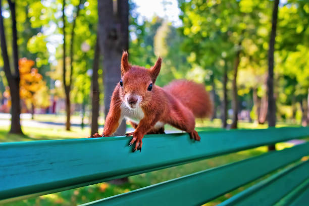 A red squirrel on a park bench looks into the camera. The animal Sciurus vulgaris close-up with soft selective focus