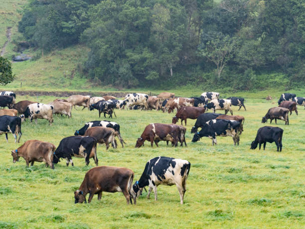 Dairy cows grazing in lush pasture near Kiama NSW