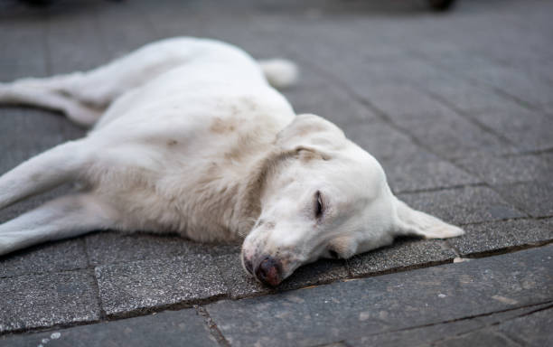istock White beautiful dog sleeping on the street. 2175994408