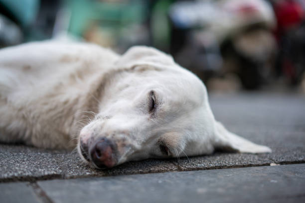 White beautiful dog sleeping on the street.