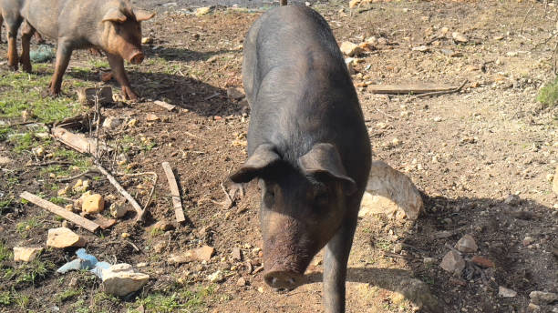 istock IMG_3399 Black pig from above 2175997251