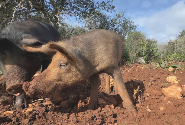 Domestic farm animals