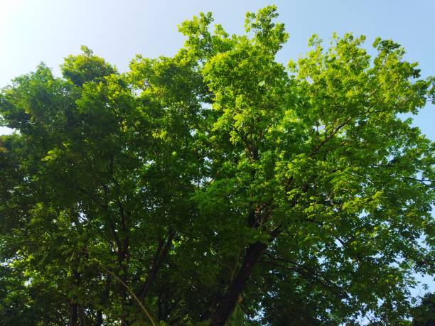 istock trees in the park against blue sky 2175997589