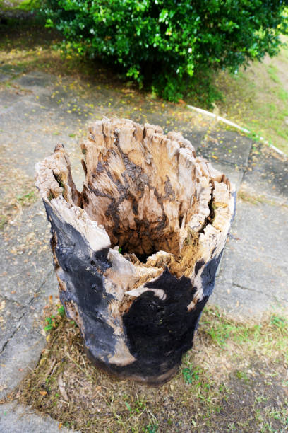 Rotting tree trunk hollowed out Stump. Hollow tree stump.
