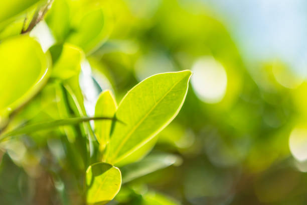 istock Natural plant green leaf in garden with bokeh background 2176000929