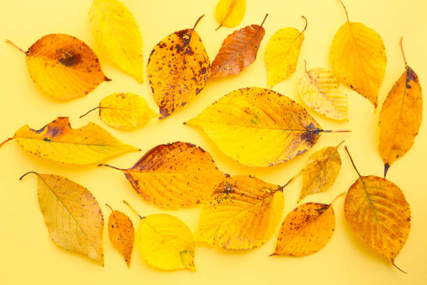 istock botanical autumn background with yellow leaves 2176007462