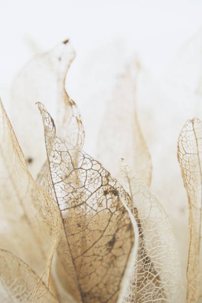 istock artistic bokeh background of skeleton leaves 2176008412