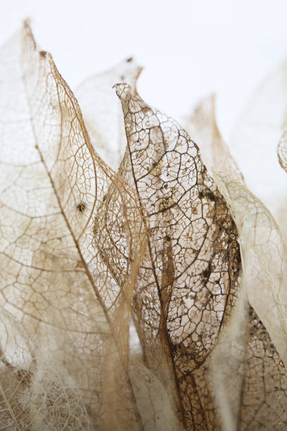 istock artistic bokeh background of skeleton leaves 2176008494