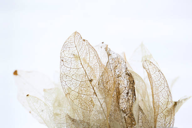 istock artistic bokeh background of skeleton leaves 2176008497