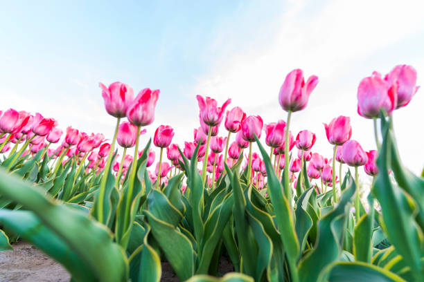 istock Beautiful tulips are in full bloom 2176008608