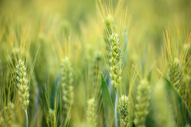 istock The wheat fields are under the blue sky and white clouds 2176009836