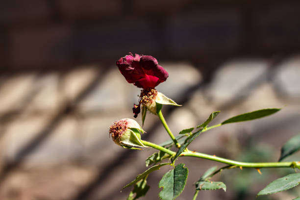 The rose has faded in the garden