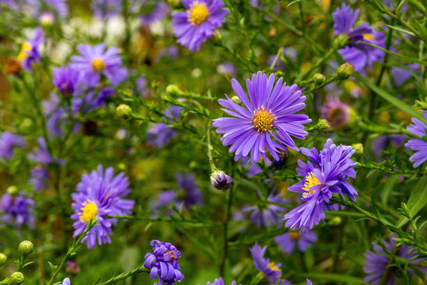 Purple new england asters blooming in the garden stock photo