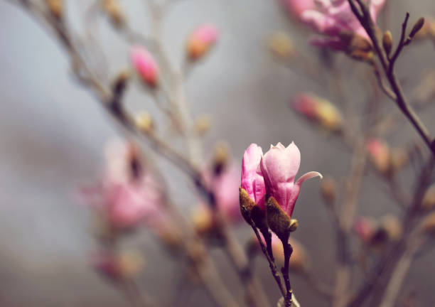 istock Magnolia blossom in spring in a garden 2176027336