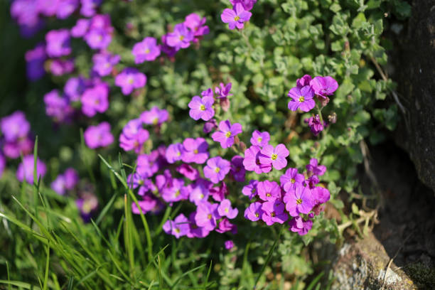 Flowering blue cushion Aubrieta in spring