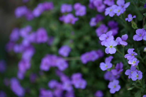 Flowering blue cushion Aubrieta in spring