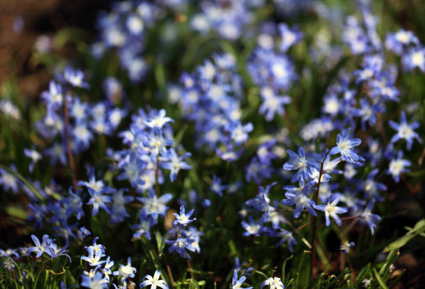 Flowering Scilla Squill in a garden