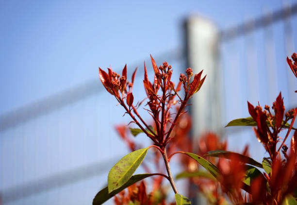 istock Photinia on a garden fence 2176027401