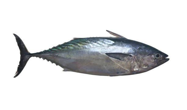 istock Mackerel tuna which has a long body with isolated on white background. 2176029794