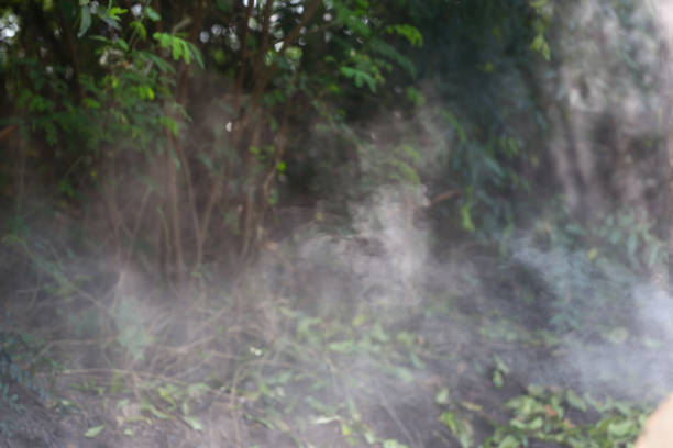 Smoke from the combustion was floating in the forest, There may be a forest fire.